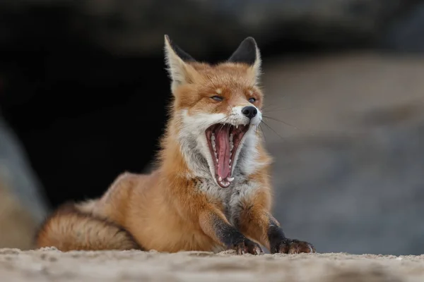 Closeup Red Fox Yawning Lying Sand — Stock Photo, Image