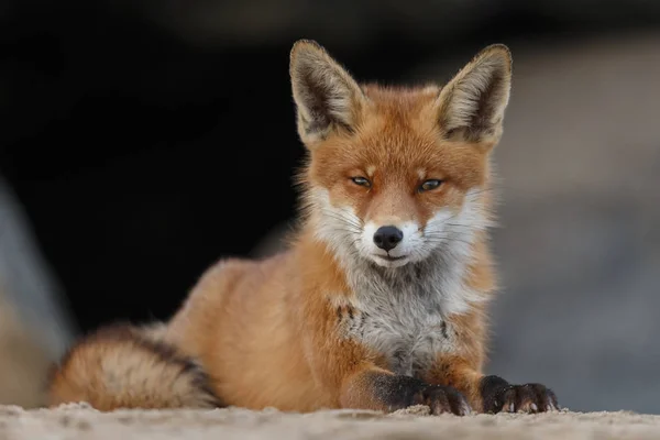 Renard Roux Couché Sur Sable — Photo