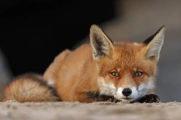 Closeup Red Fox Lying Sand — Stock Photo, Image
