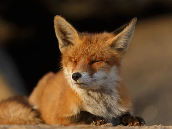 Closeup Red Fox Lying Sand — Stock Photo, Image