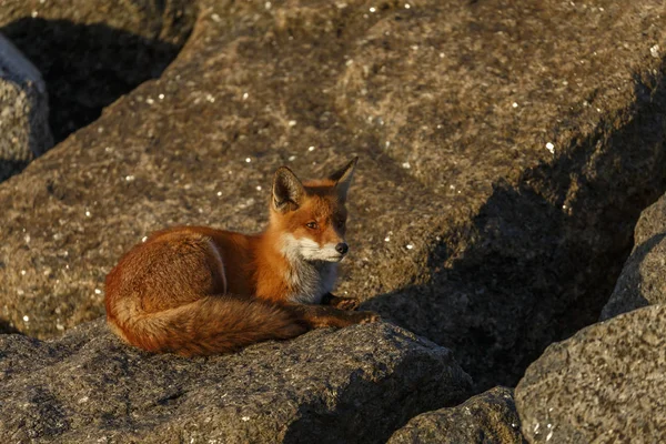 Red Fox Cub Berbaring Atas Batu — Stok Foto