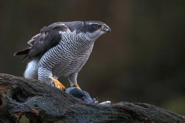 Severní Goshawk Lese Tmavým Pozadím — Stock fotografie