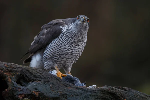 Severní Goshawk Lese Tmavým Pozadím — Stock fotografie