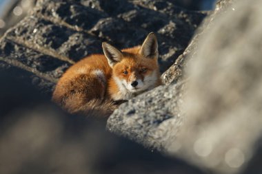 Güzel kızıl tilki güneşli bir günde taşların üzerinde yatıyor, seçici bir odak noktası.