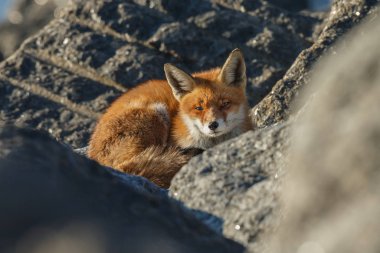 Güzel kızıl tilki güneşli bir günde taşların üzerinde yatıyor, seçici bir odak noktası.
