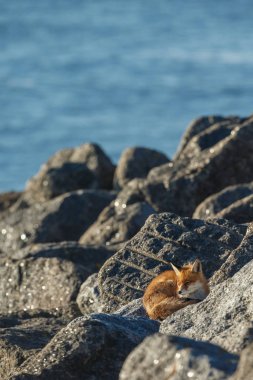 Güzel kızıl tilki güneşli bir günde su kenarında taşların üzerinde yatıyor. 