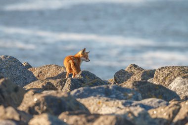 Güzel kızıl tilki güneşli bir günde taşların üzerinde yürüyor.