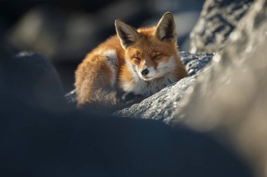 Taşların üzerinden gözetleyen güzel kızıl tilkinin seçici odağı