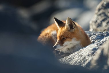 Taşların üzerinden gözetleyen güzel kızıl tilkinin seçici odağı