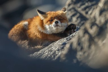 Görkemli kızıl tilki taşların üzerinde dikizliyor.