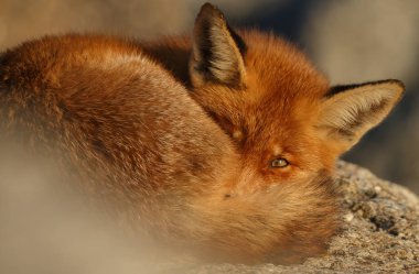 Taşların üzerinde uyuyan güzel kızıl tilkinin yakın plan görüntüsü, seçici odaklanma.    