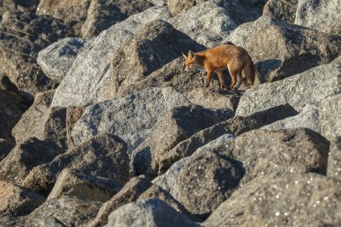 Güneşli bir günde taşların üzerinde yürüyen sevimli kızıl tilki.  