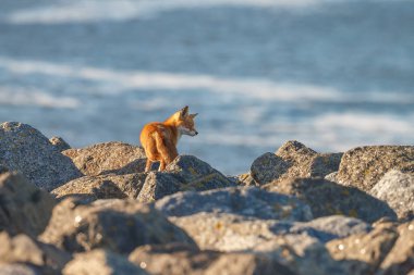 Güneşli bir günde taşların üzerinde yürüyen sevimli kızıl tilki. 