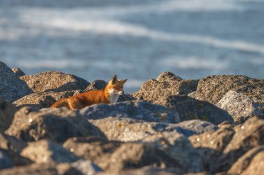 Güneşli bir günde taşların üzerinde yürüyen sevimli kızıl tilki.