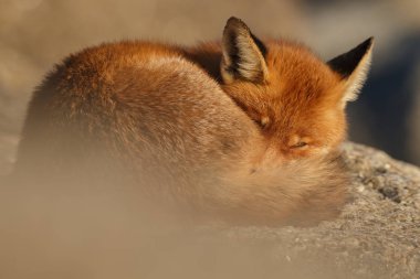 Güzel kızıl tilki taşların üzerinde uyuyor, seçici odaklanma  