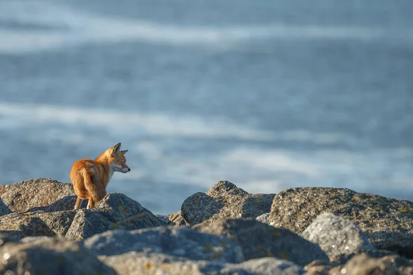 Hermoso Zorro Rojo Caminando Sobre Piedras Cerca Del Agua Día —  Fotos de Stock