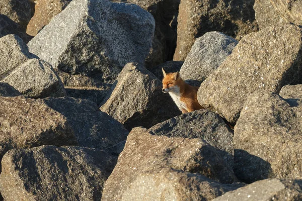 Majestic Red Fox Peeping Stones — Stock Photo, Image