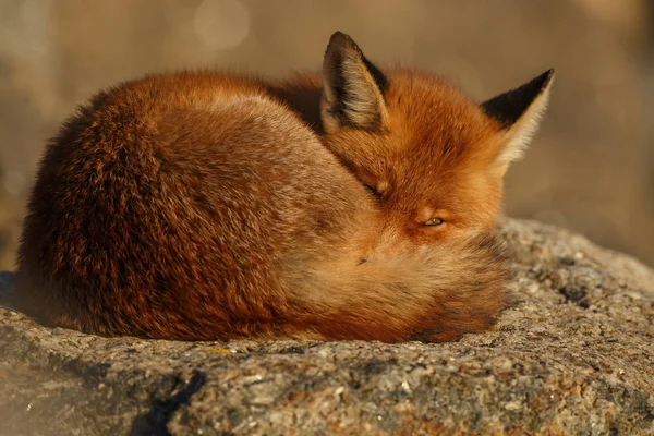 Majestätischer Rotfuchs Auf Steinen Liegend Selektiver Fokus — Stockfoto