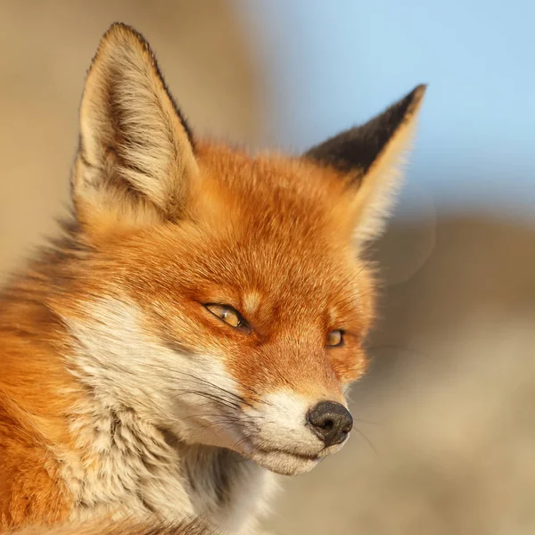 Majestic Red Fox Lying Stones Selective Focus — Stock Photo, Image