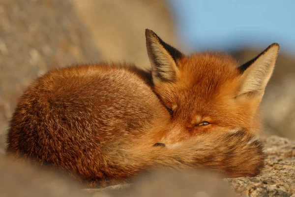 Schöner Rotfuchs Der Auf Steinen Schläft Selektiver Fokus — Stockfoto