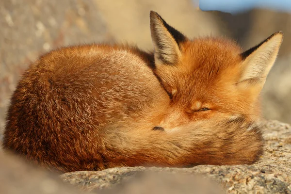 美丽的红狐狸睡在石头上 有选择的焦点 — 图库照片