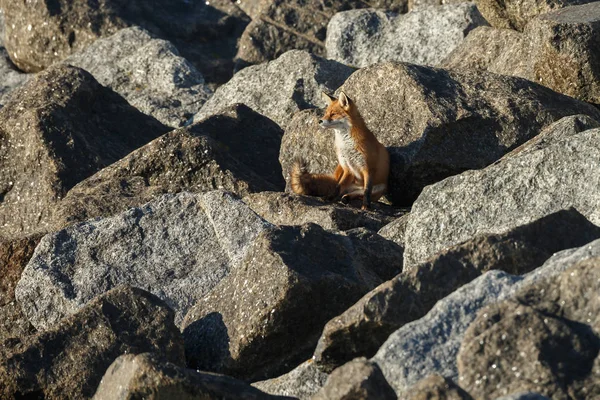 Vysoký Úhel Pohledu Roztomilé Červené Lišky Sedí Kamenech — Stock fotografie