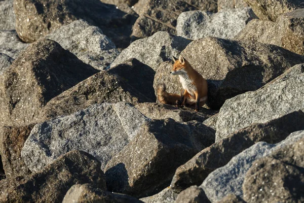 Vue Grand Angle Mignon Renard Rouge Assis Sur Des Pierres — Photo