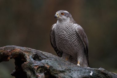 Karanlık, doğal bir geçmişi olan bir ormanda yaşayan kuzey atmacası.