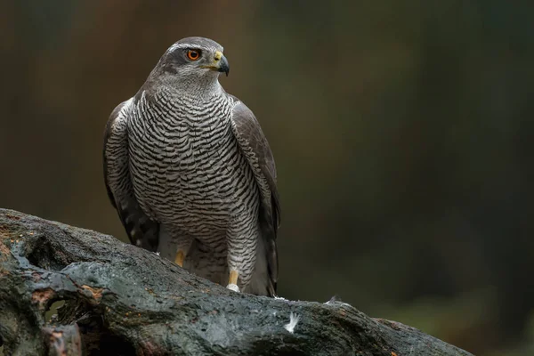 Zblízka Pohled Severní Goshawk Lese Tmavým Pozadím — Stock fotografie