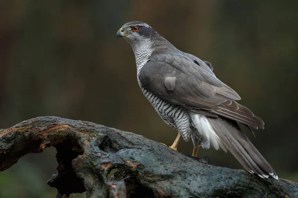 Zblízka Pohled Severní Goshawk Lese Tmavým Pozadím — Stock fotografie