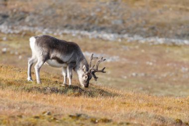 Çayırdaki vahşi geyik. 