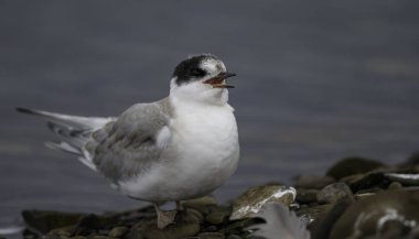 Kayadaki kuş, yaklaş.