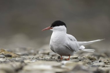 Kayadaki kuş, yaklaş.