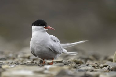 Kayadaki kuş, yaklaş.