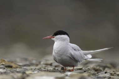 Kayadaki kuş, yaklaş.