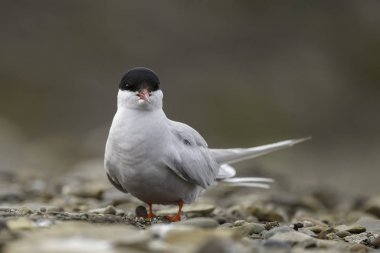 Kayadaki kuş, yaklaş.