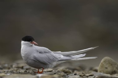 Kayadaki kuş, yaklaş.
