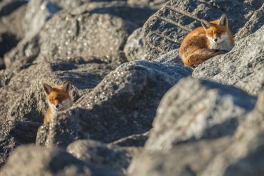 Güzel kızıl tilkiler güneşli bir günde su kenarında taşların üzerinde yatıyorlar. 