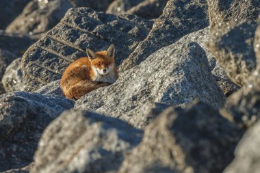 Red fox yakın çekim