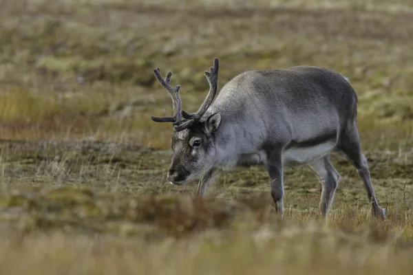 Cerfs Sauvages Dans Prairie — Photo