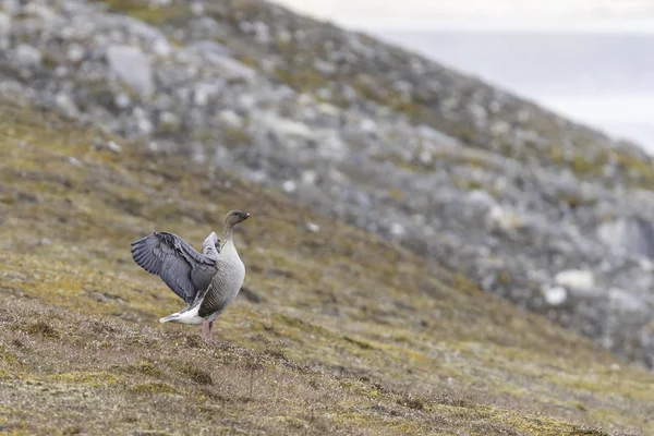 Mouette Sur Rocher Dans Les Montagnes — Photo