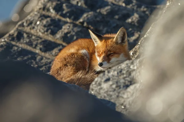 Red fox yakın çekim