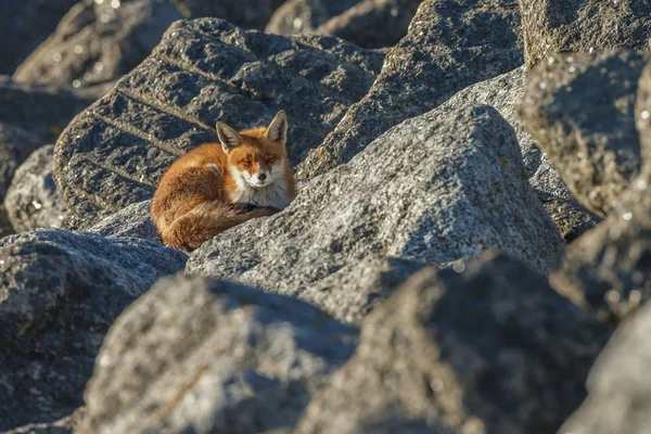 Red fox yakın çekim