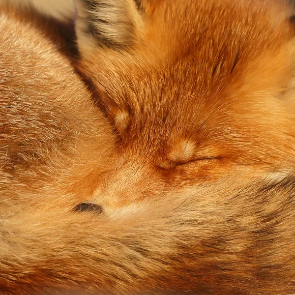 红狐狸关闭 — 图库照片