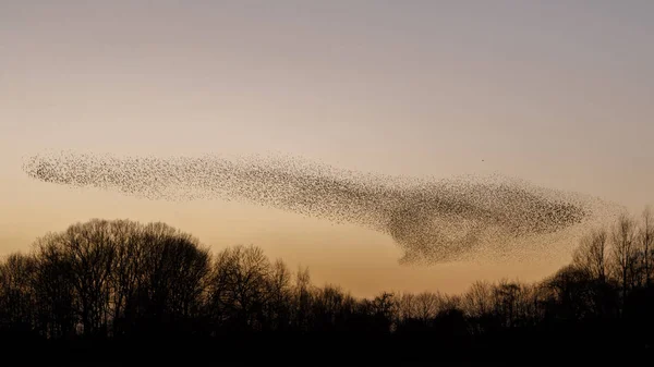 Morden Starlings Kvällsljus — Stockfoto