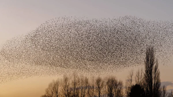 Murmurations Starlings Evening Light — 스톡 사진