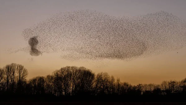 Murmurations Starlings Evening Light — Stock fotografie