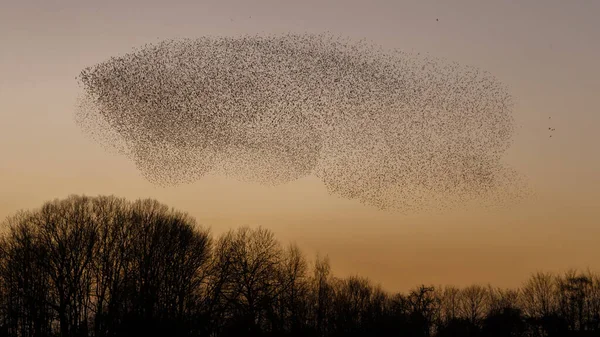 Murmurations Starlings Evening Light — 스톡 사진