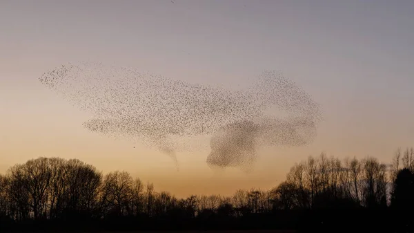 Murmurations Starlings Evening Light — Stock Photo, Image