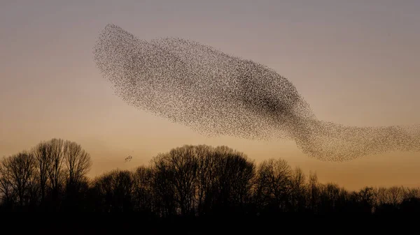 Murmurations Starlings Evening Light — 스톡 사진